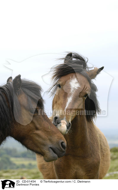 Dartmoor Ponies / CD-01454