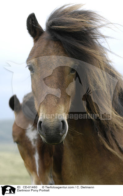Dartmoor Pony Portrait / CD-01460