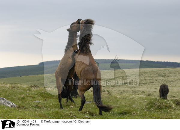 Dartmoor Ponies / CD-01461
