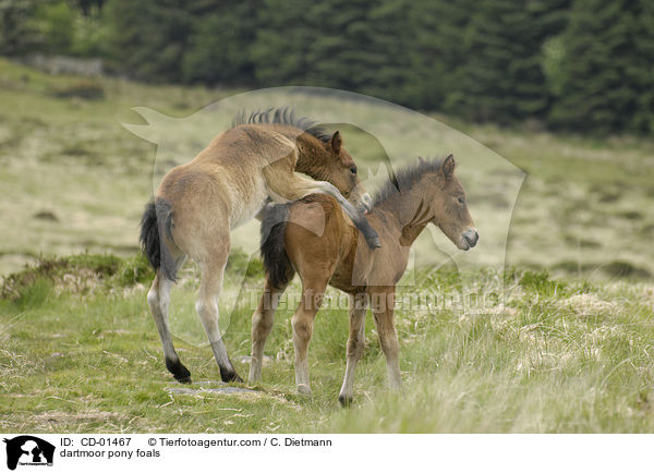 dartmoor pony foals / CD-01467