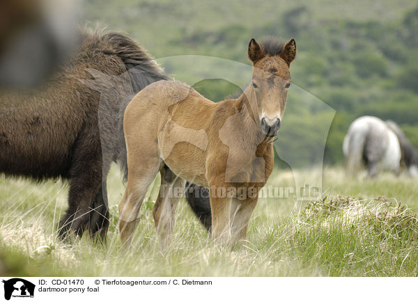 dartmoor pony foal / CD-01470
