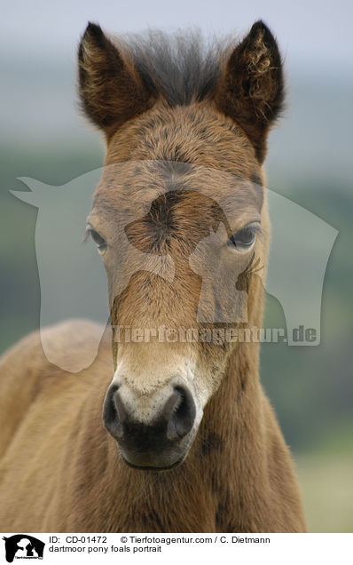 dartmoor pony foals portrait / CD-01472