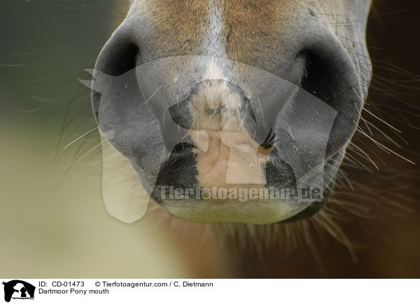 Dartmoor Pony mouth / CD-01473