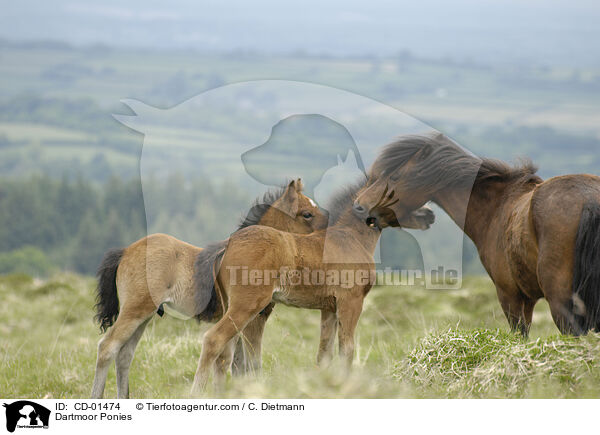 Dartmoor Ponies / CD-01474