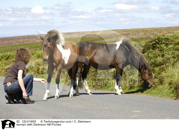 woman with Dartmoor Hill Ponies / CD-01665