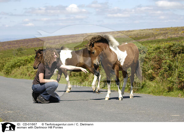 woman with Dartmoor Hill Ponies / CD-01667