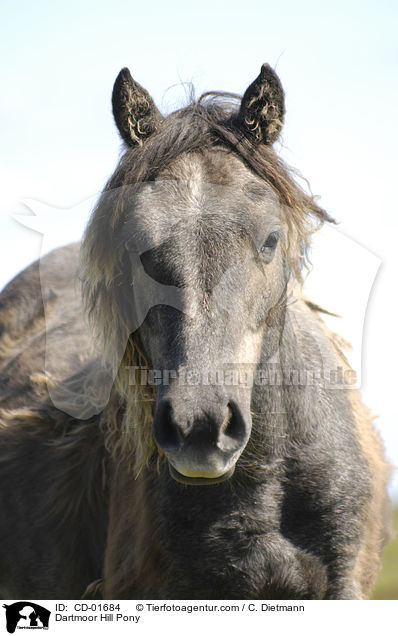 Dartmoor Hill Pony / CD-01684