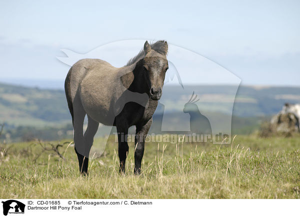 Dartmoor Hill Pony Foal / CD-01685