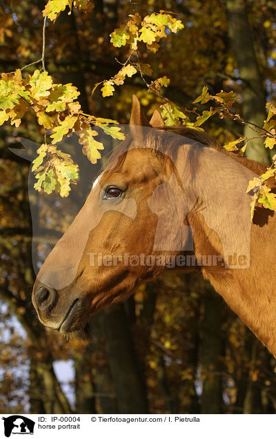 Portrait eines Don-Pferdes / horse portrait / IP-00004