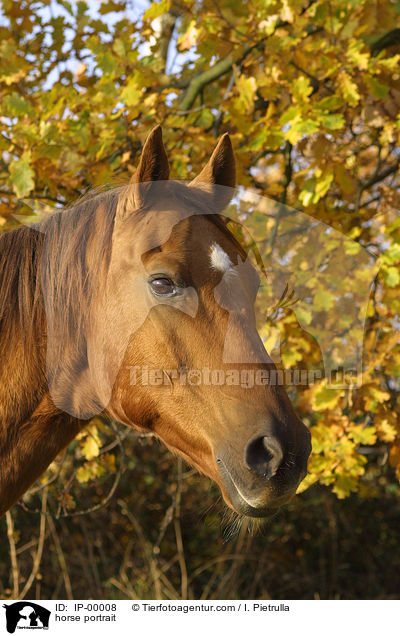 horse portrait / IP-00008