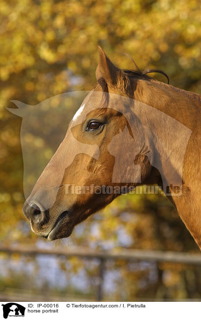 horse portrait / IP-00016