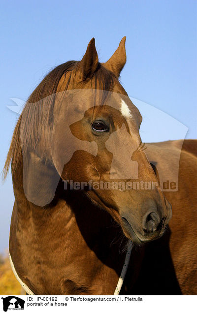 portrait of a horse / IP-00192