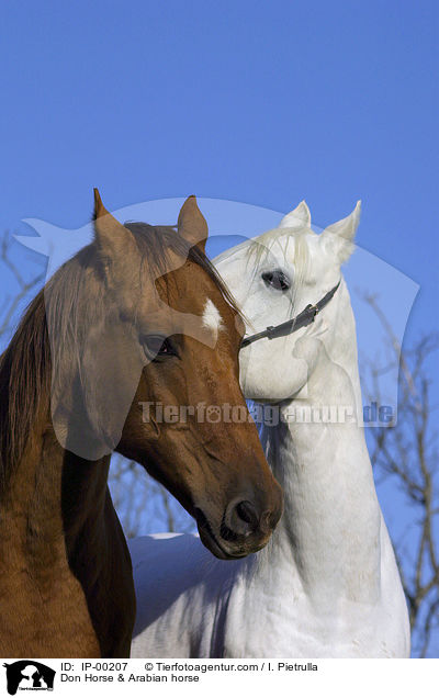 Don Horse & Arabian horse / IP-00207