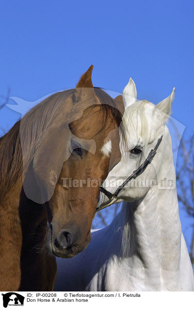 Don Horse & Arabian horse / IP-00208