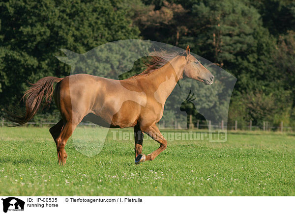 running horse / IP-00535