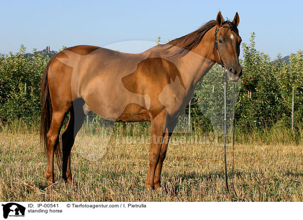 standing horse / IP-00541