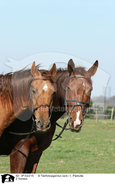 2 horses / IP-02215