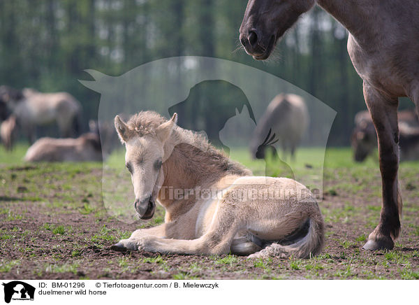 duelmener wild horse / BM-01296
