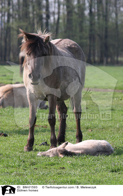 Dlmen horses / BM-01593
