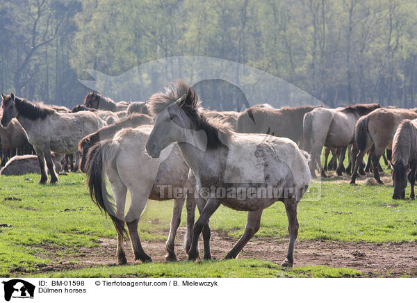 Dlmen horses / BM-01598