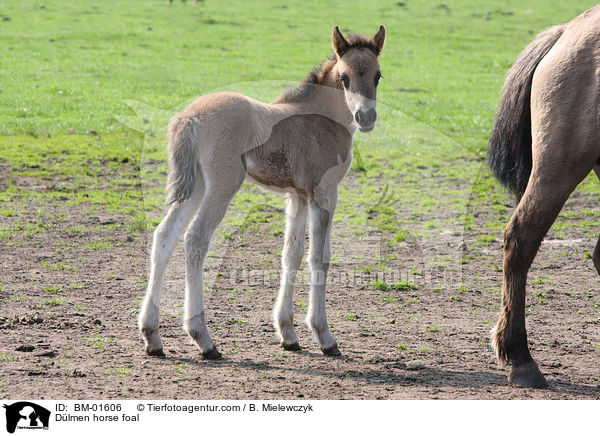 Dlmen horse foal / BM-01606