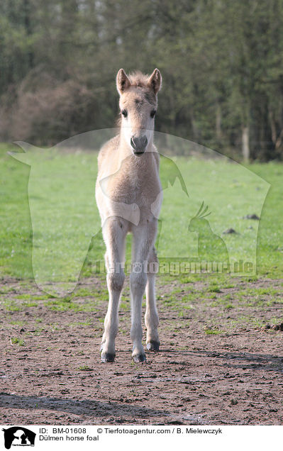 Dlmener Wildpferd Fohlen / Dlmen horse foal / BM-01608