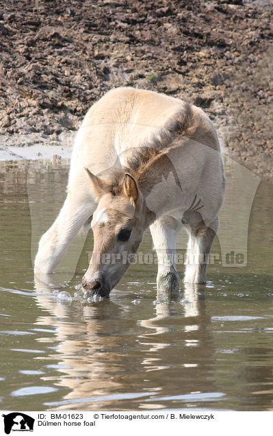 Dlmen horse foal / BM-01623