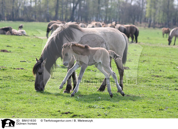 Dlmen horses / BM-01630