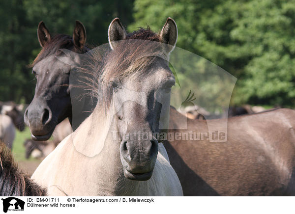 Dlmener Wildpferde / Dlmener wild horses / BM-01711