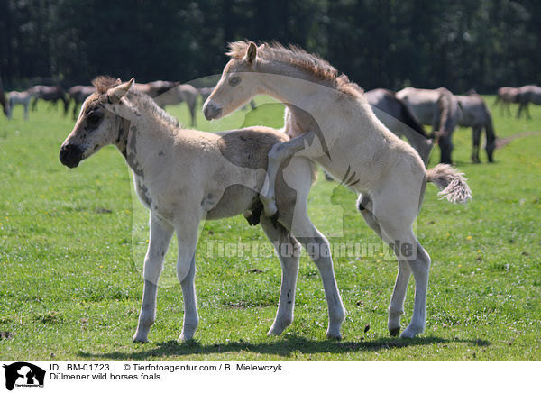 Dlmener wild horses foals / BM-01723