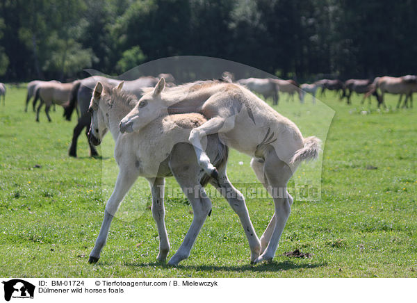 Dlmener wild horses foals / BM-01724
