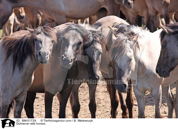 Dlmener Wildpferde / Dlmener wild horses / BM-01728
