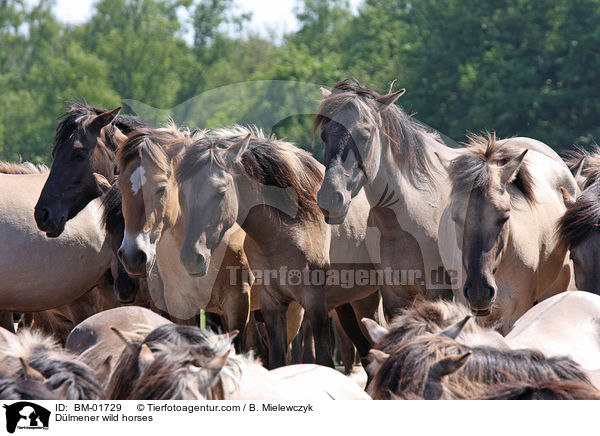 Dlmener wild horses / BM-01729