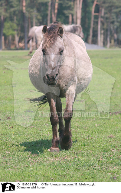 Dlmener wild horse / BM-02179
