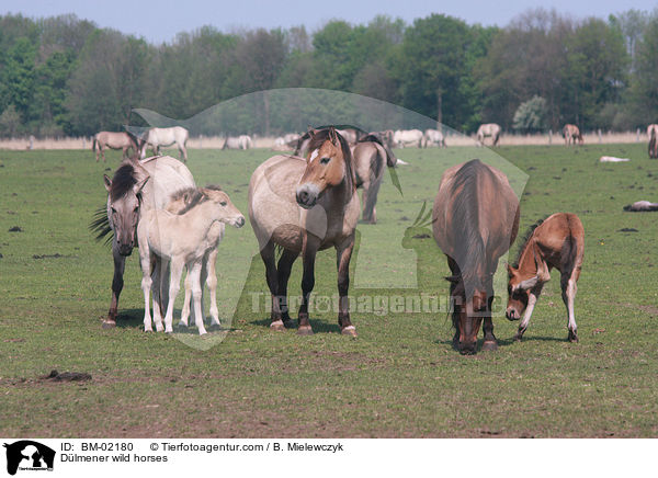 Dlmener wild horses / BM-02180