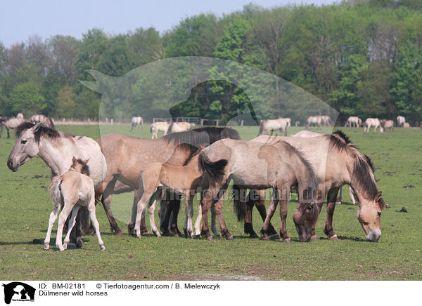 Dlmener wild horses / BM-02181