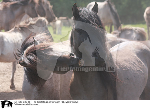 Dlmener wild horses / BM-02346