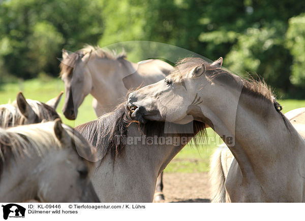 Dlmener wild horses / KL-09446