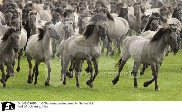 herd of dulmen ponies / HS-01456