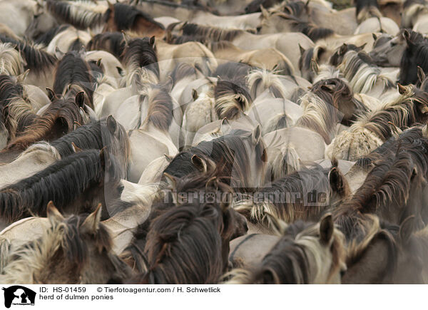 herd of dulmen ponies / HS-01459