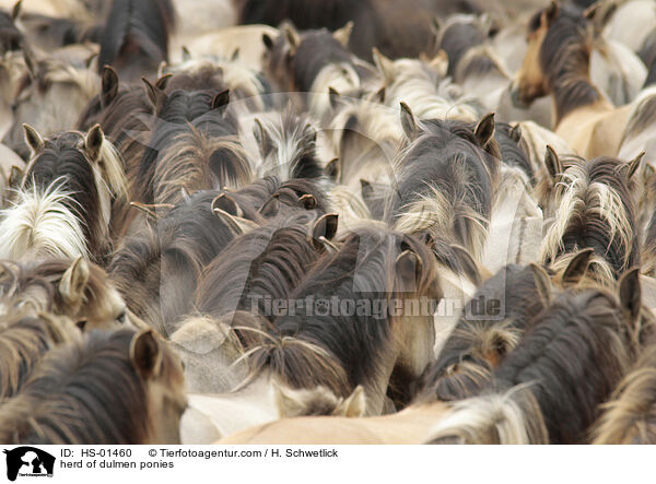 herd of dulmen ponies / HS-01460