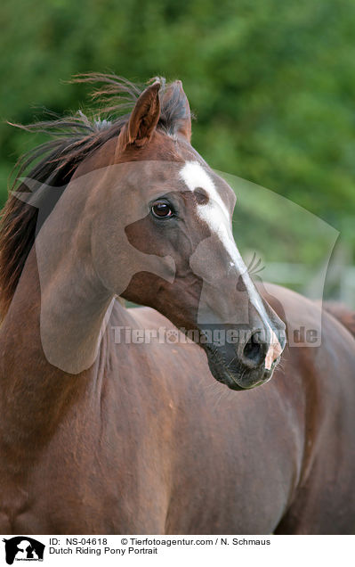 Dutch Riding Pony Portrait / NS-04618