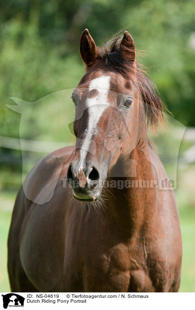 Dutch Riding Pony Portrait / NS-04619