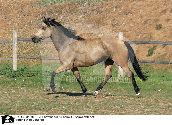 trotting thoroughbred / SS-05299