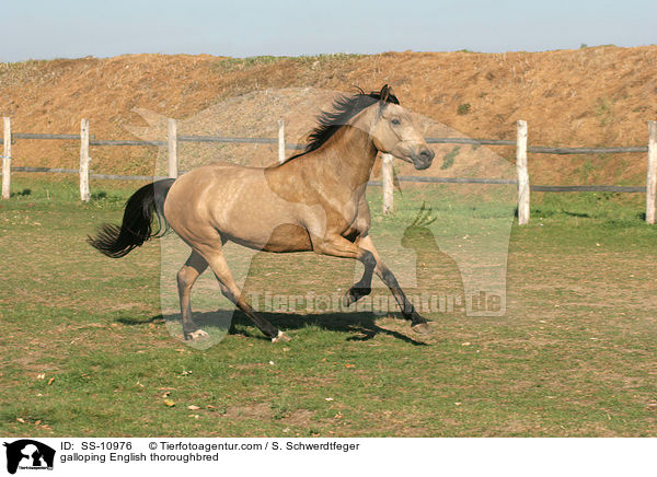 galoppierendes Englisches Vollblut / galloping English thoroughbred / SS-10976