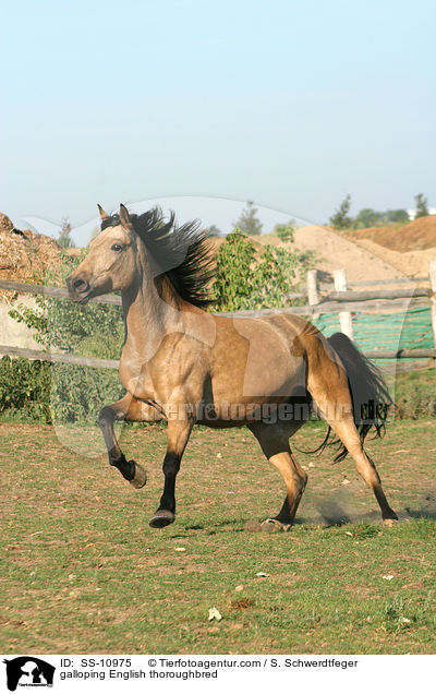 galloping English thoroughbred / SS-10975