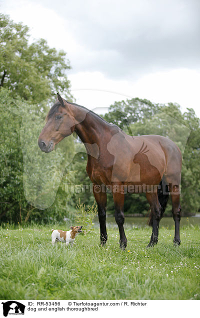 dog and english thoroughbred / RR-53456