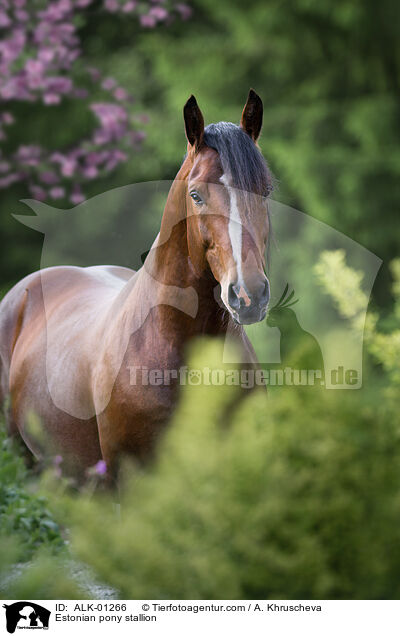 Estnischer Klepper Hengst / Estonian pony stallion / ALK-01266