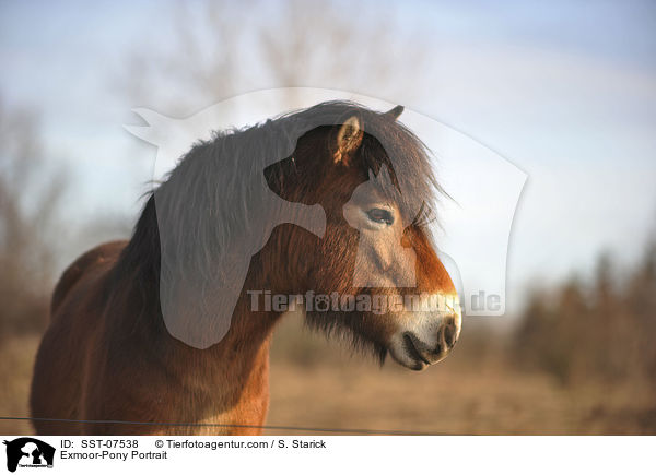 Exmoor-Pony Portrait / SST-07538