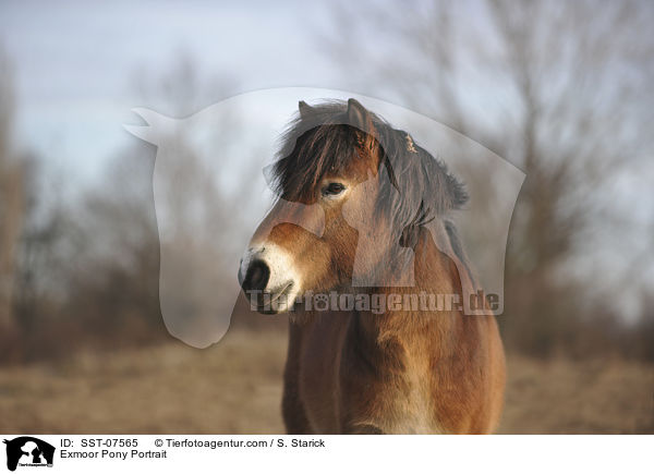 Exmoor Pony Portrait / SST-07565